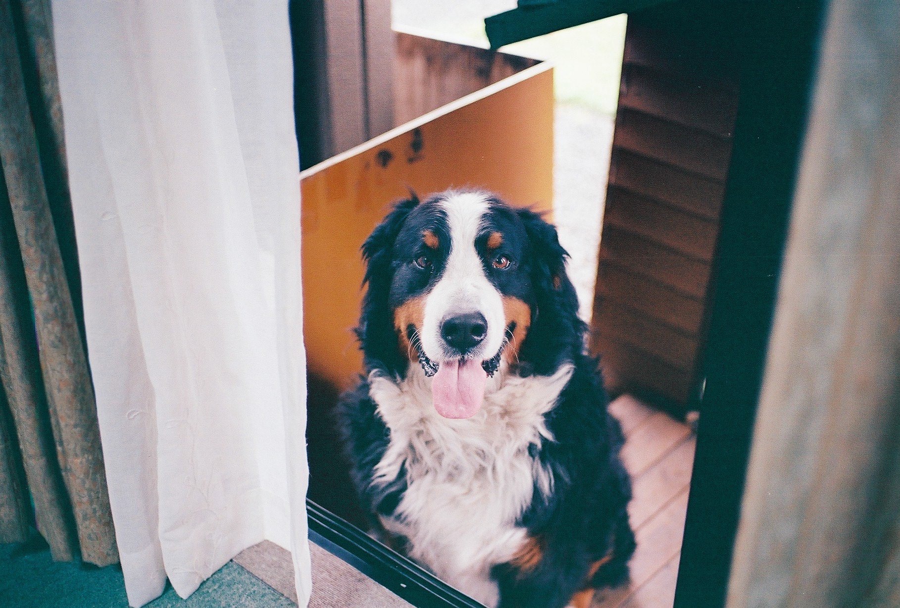 バーニーズマウンテンドッグのハル君が座っている写真